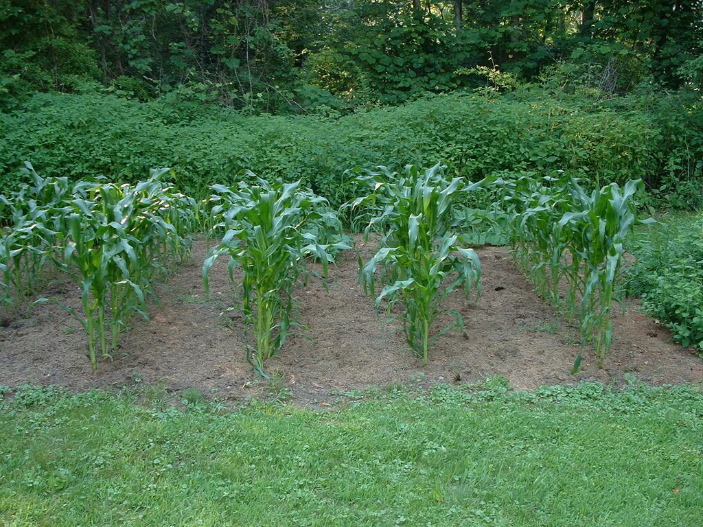 Как посадить кукурузу в огороде в открытый. Кукуруза в огороде. Кукуруза на дачном участке. Кукуруза на грядке. Посадка кукурузы на участке.